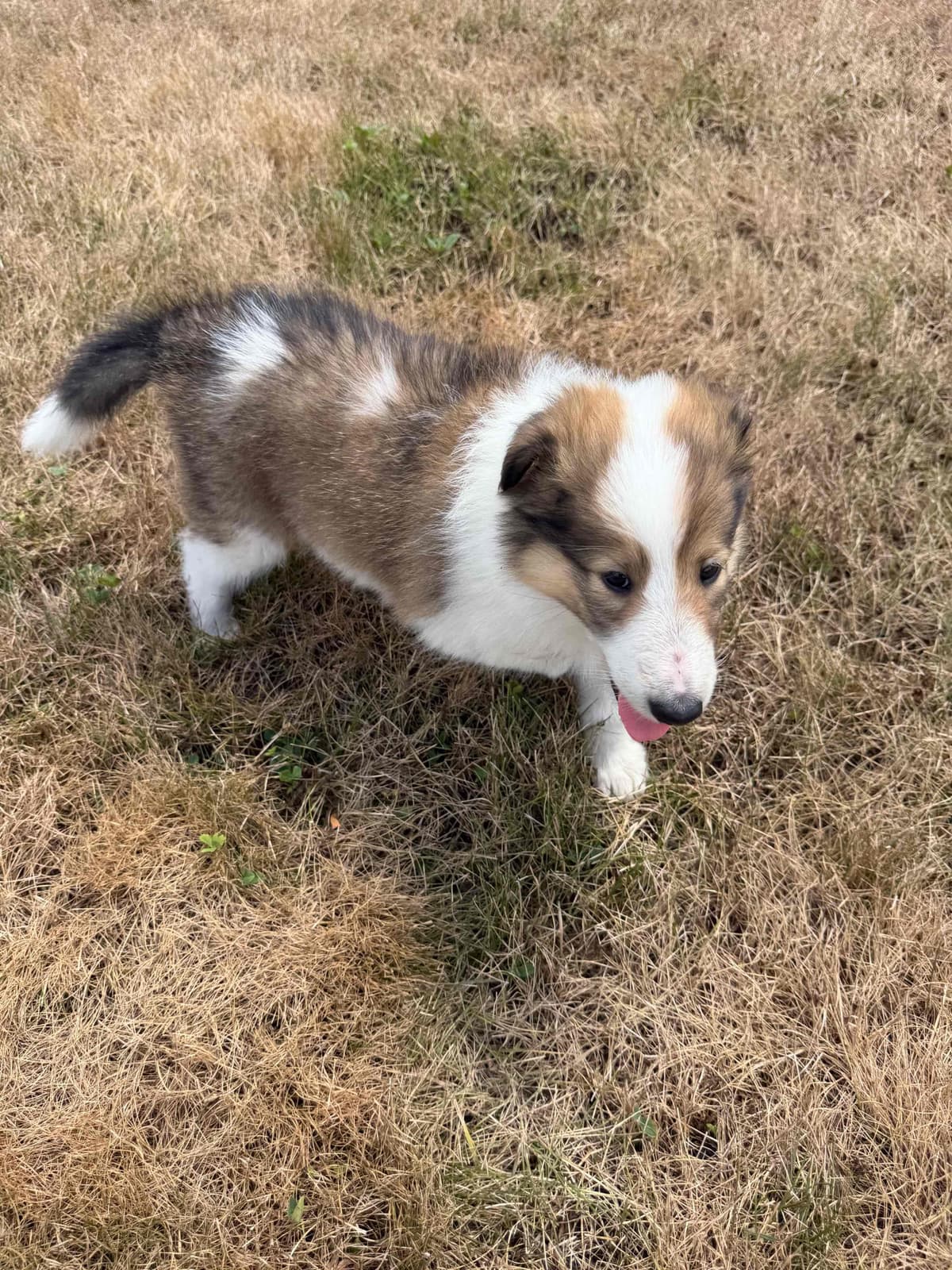 Collie Puppies breeder image 13
