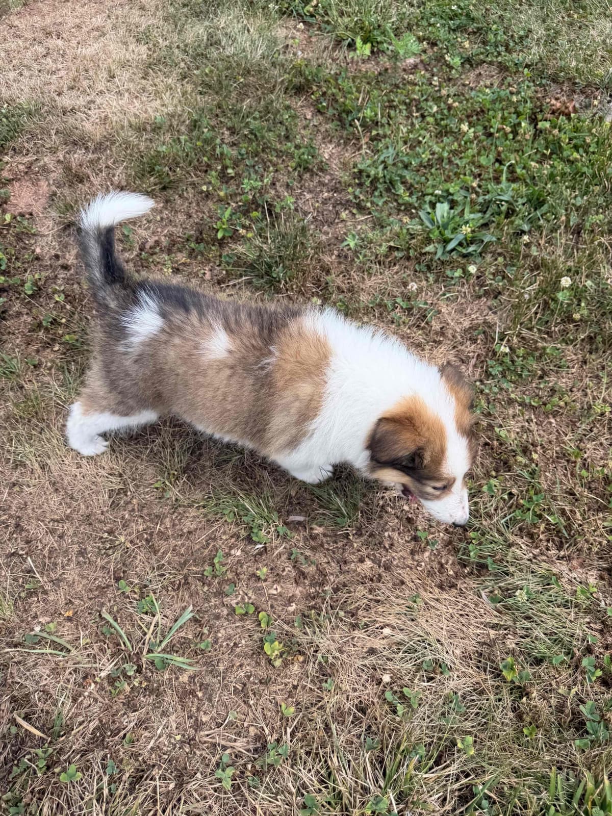 Collie Puppies breeder image 14