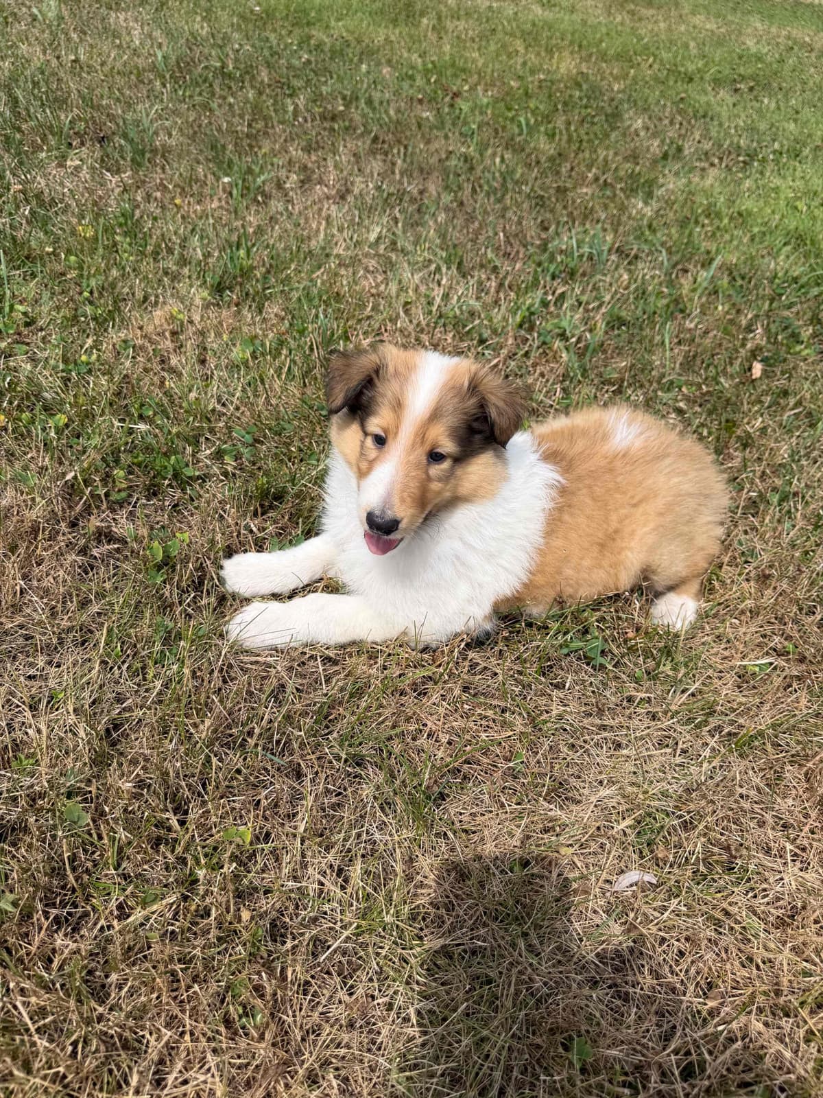 Collie Puppies breeder image 12