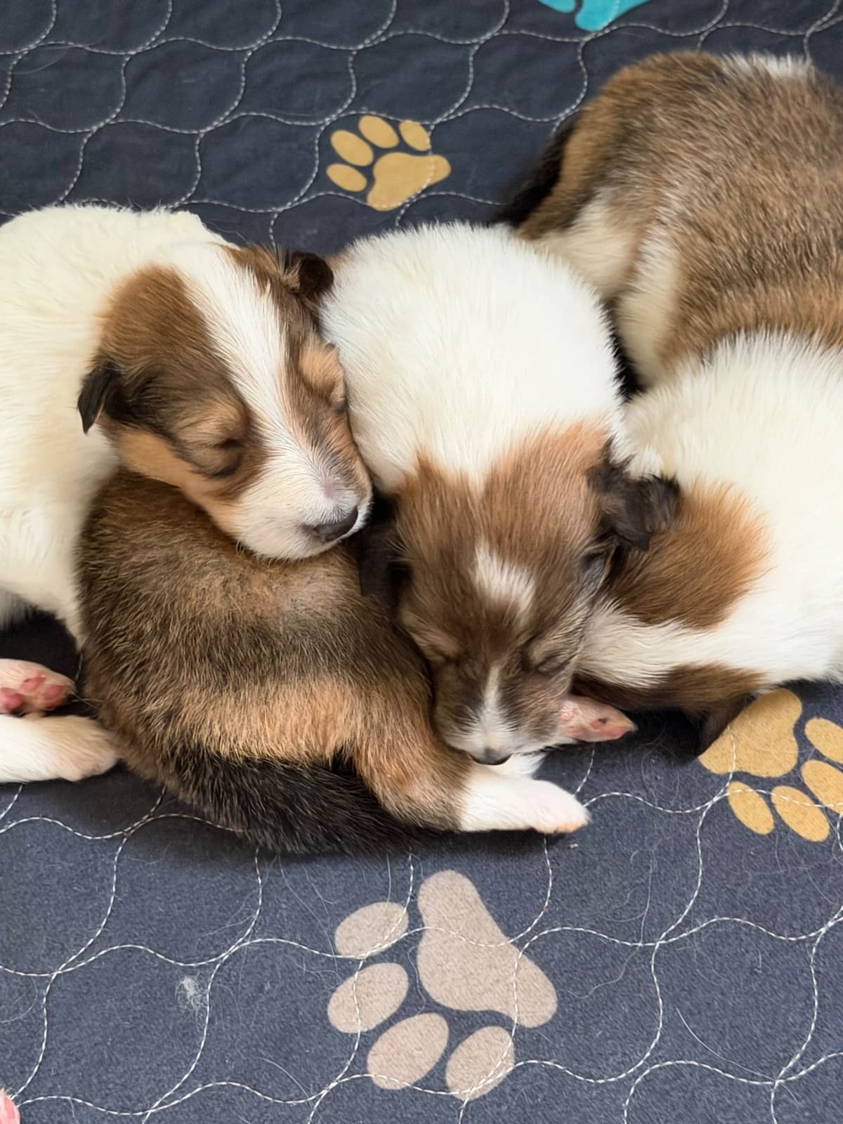 Collie Puppies breeder image 17
