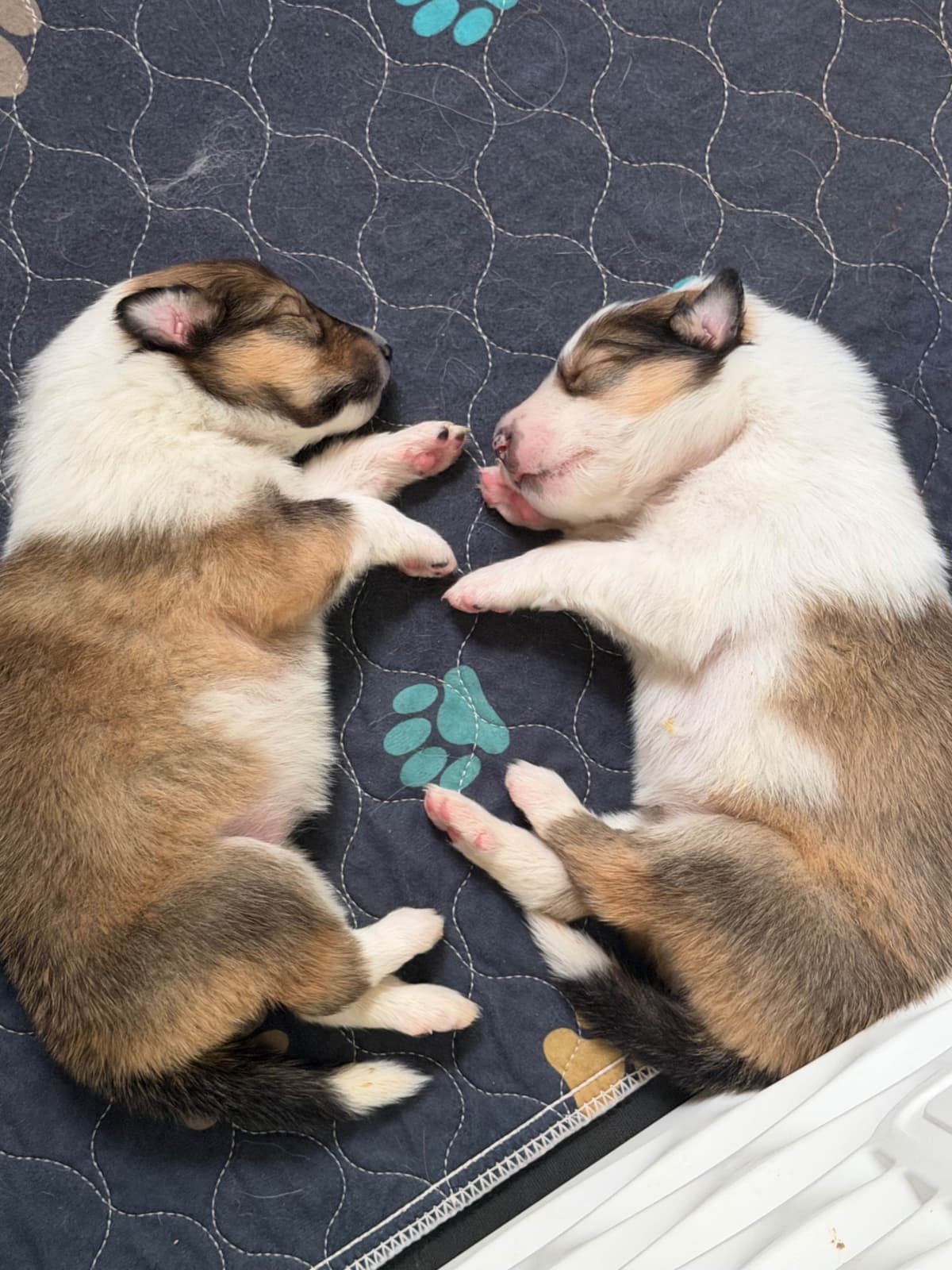 Collie Puppies breeder image 18