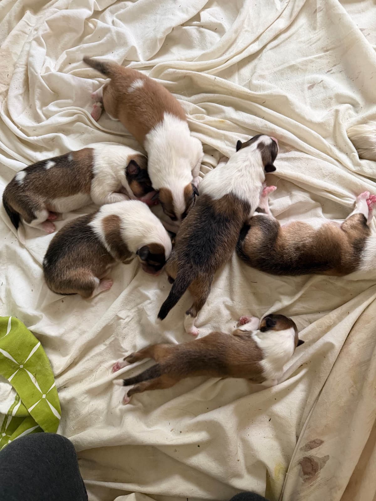 Collie Puppies breeder image 19