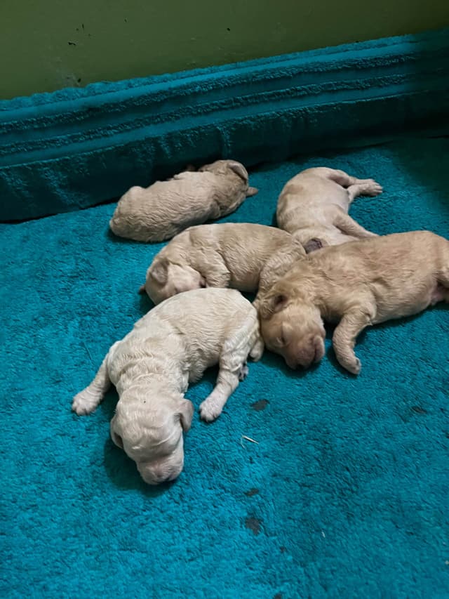 Poodle Puppies media 2
