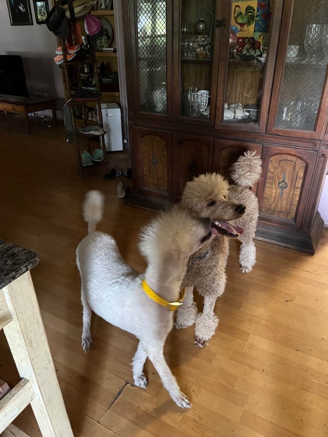 Poodle Puppies media 3