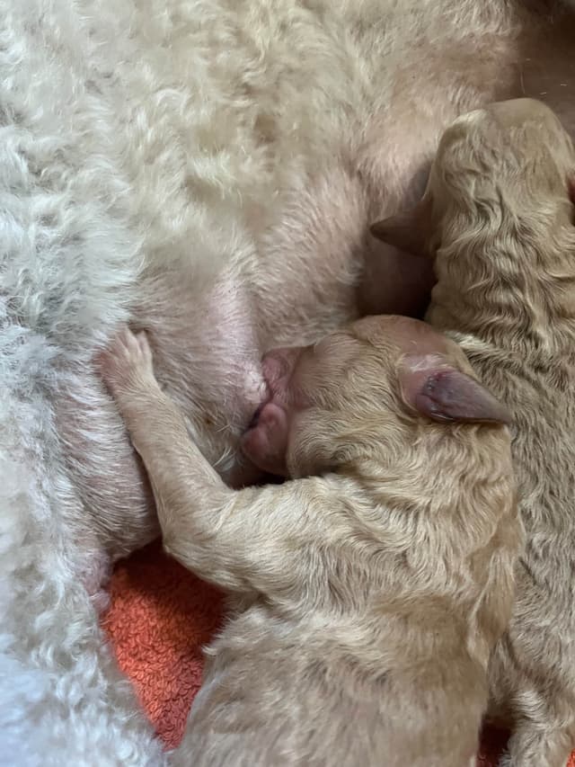 Poodle Puppies media 4