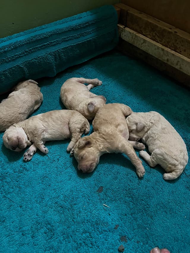 Poodle Puppies media 5