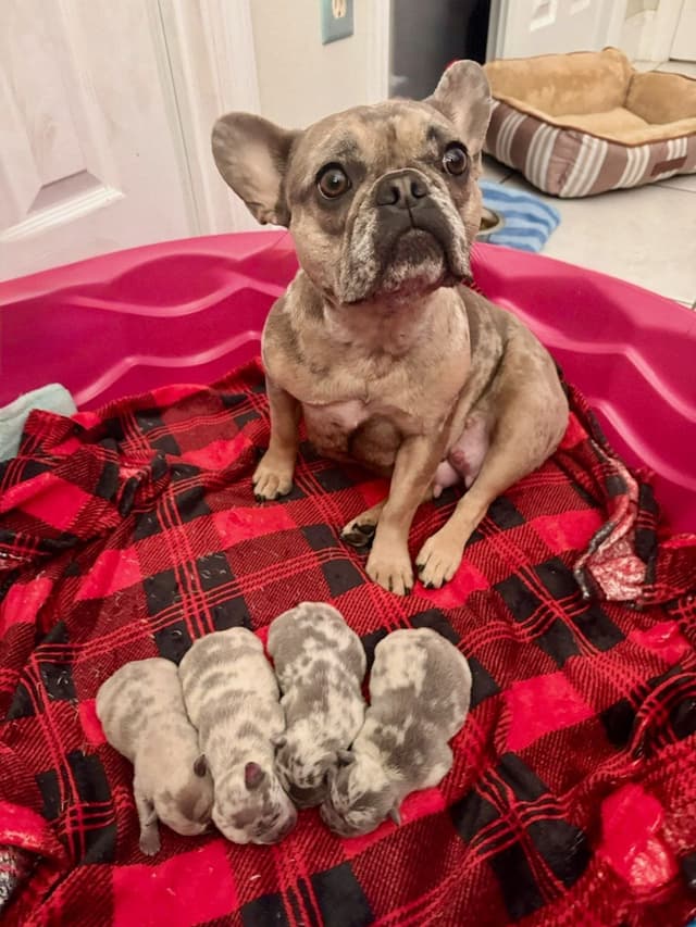 French Bulldog Puppies media 4