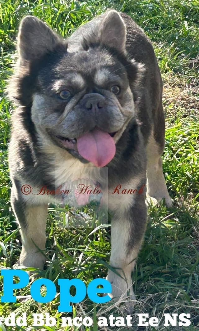 French Bulldog Puppies media 2