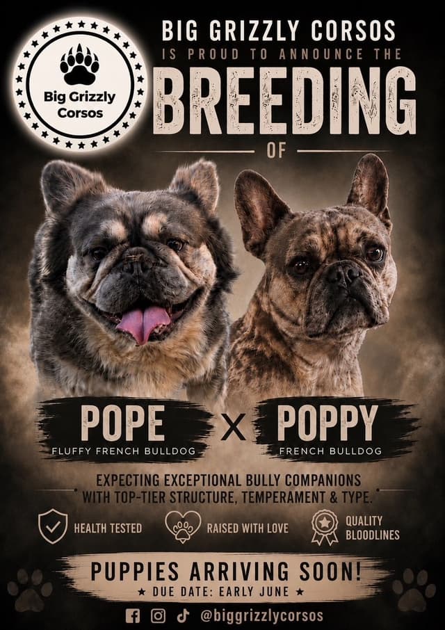 French Bulldog Puppies media 3