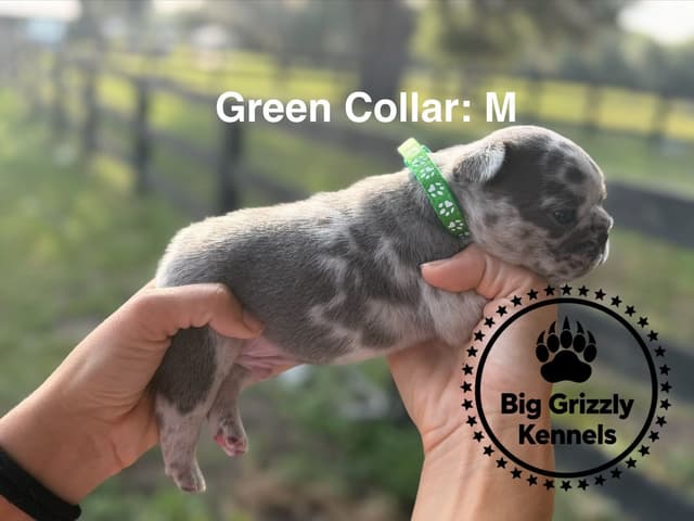 French Bulldog Puppies media 5