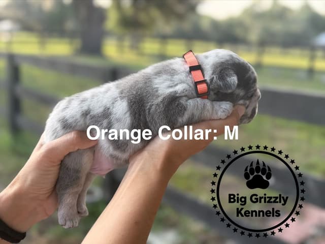 French Bulldog Puppies media 6