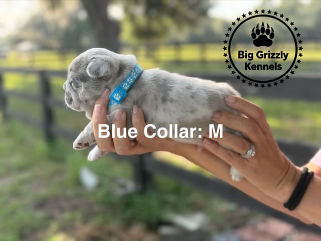 French Bulldog Puppies media 7
