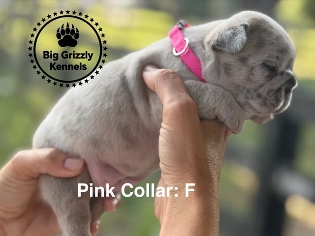 French Bulldog Puppies media 8