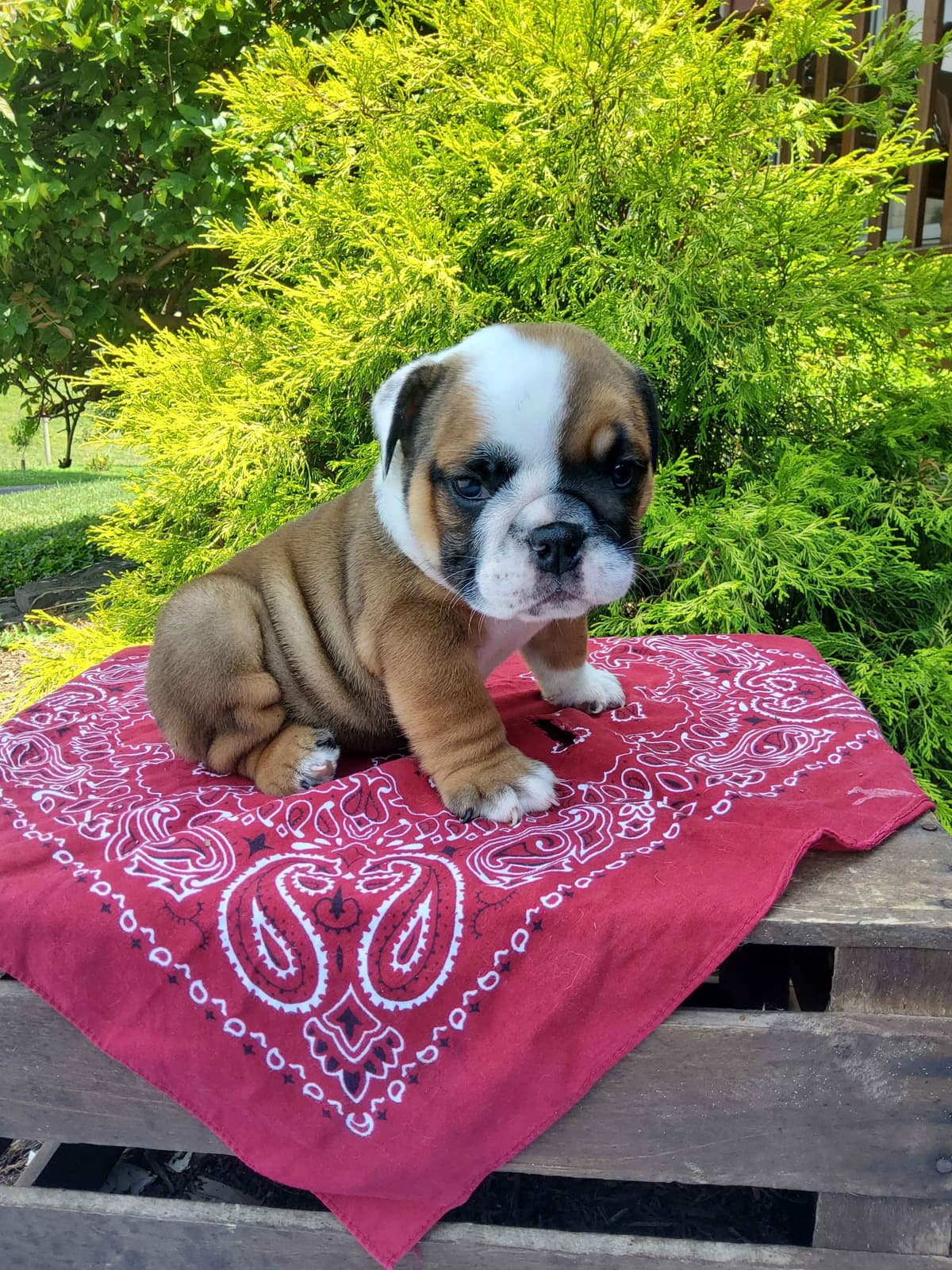 Poodle Puppies breeder image 2