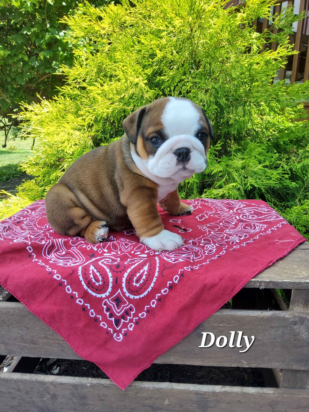 Poodle Puppies breeder image 6