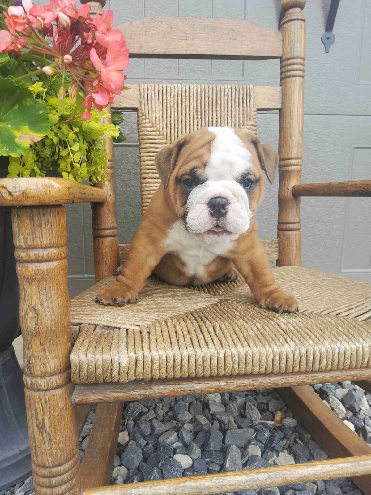 Poodle Puppies breeder image 10