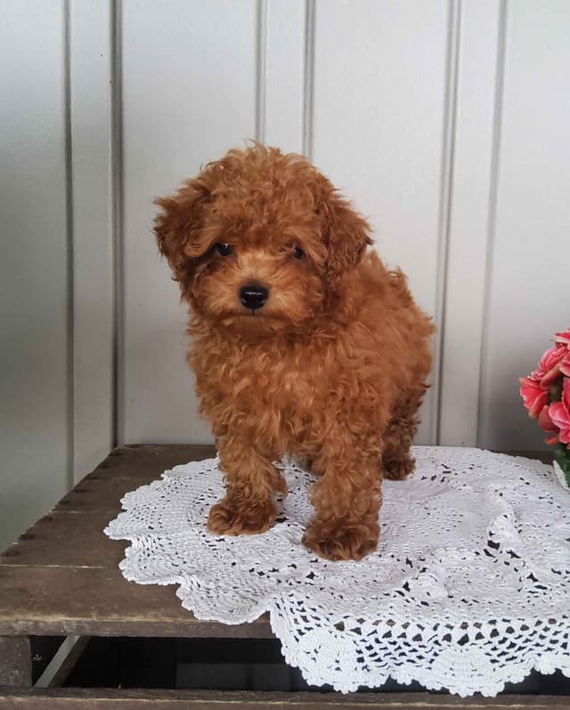 Poodle Puppies media 3