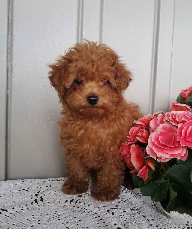 Poodle Puppies media 4