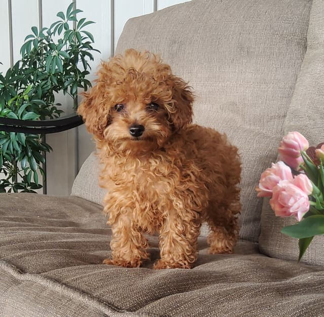 Poodle Puppies media 6