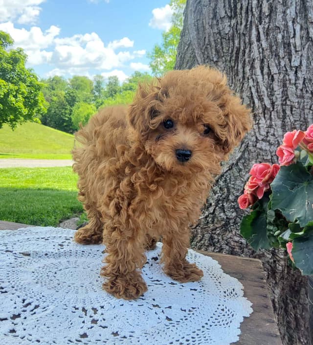 Poodle Puppies media 7