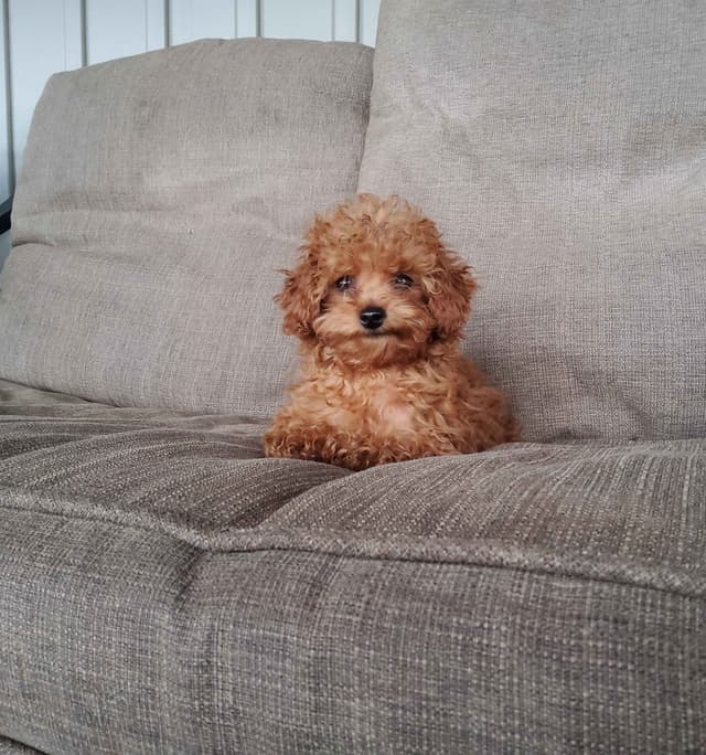 Poodle Puppies media 8