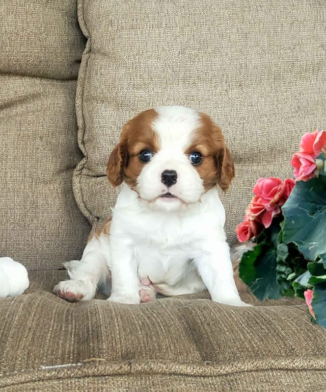 Cavalier King Charles Spaniel Puppies media 15