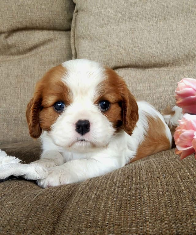 Cavalier King Charles Spaniel Puppies media 16