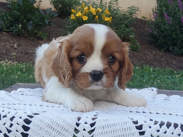 Cavalier King Charles Spaniel Puppies media 13