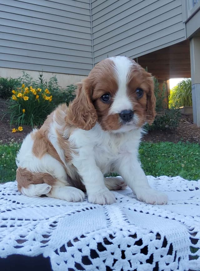 Cavalier King Charles Spaniel Puppies media 14