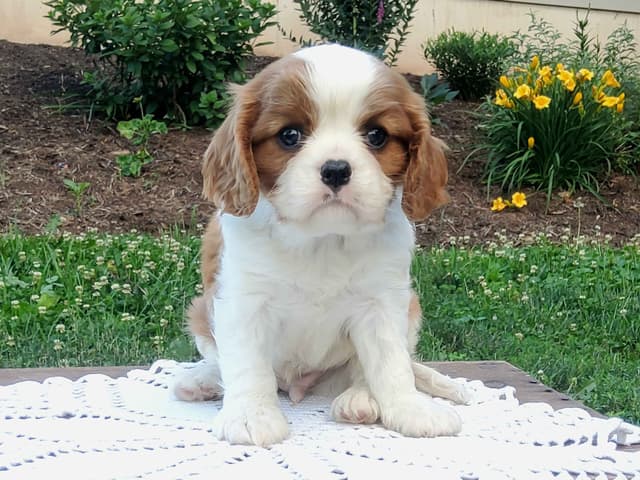 Cavalier King Charles Spaniel Puppies media 11