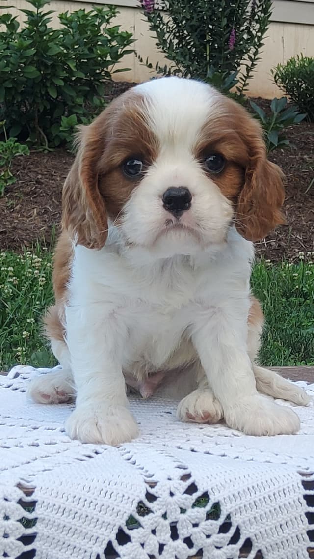 Cavalier King Charles Spaniel Puppies media 12