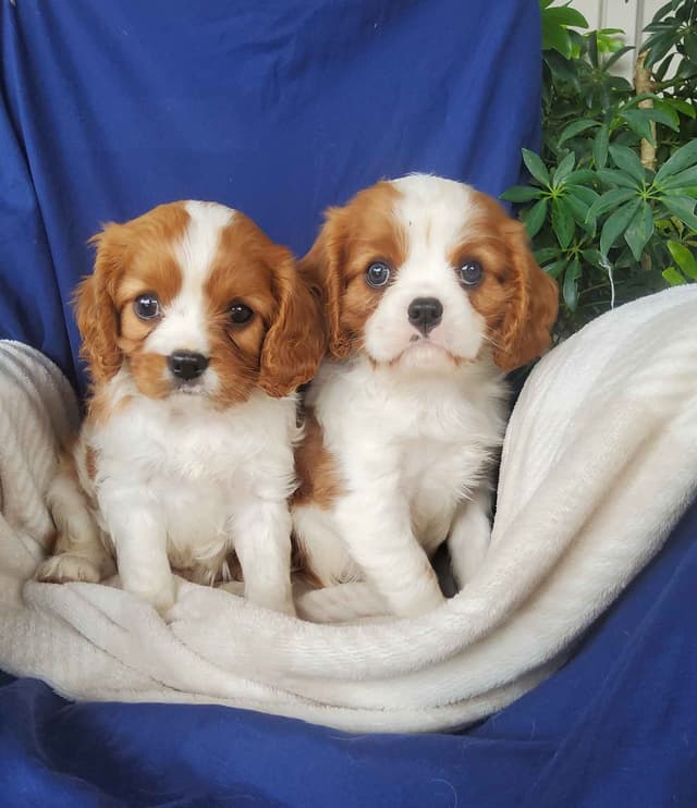 Cavalier King Charles Spaniel Puppies media 6