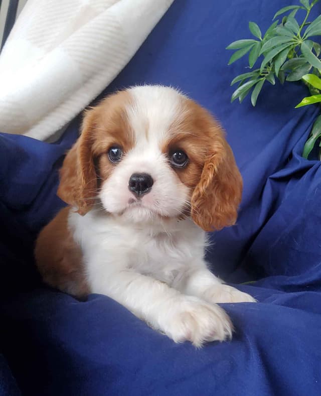 Cavalier King Charles Spaniel Puppies media 8