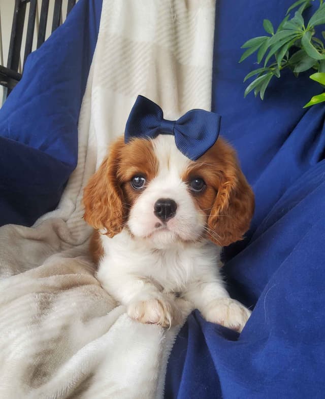 Cavalier King Charles Spaniel Puppies media 7
