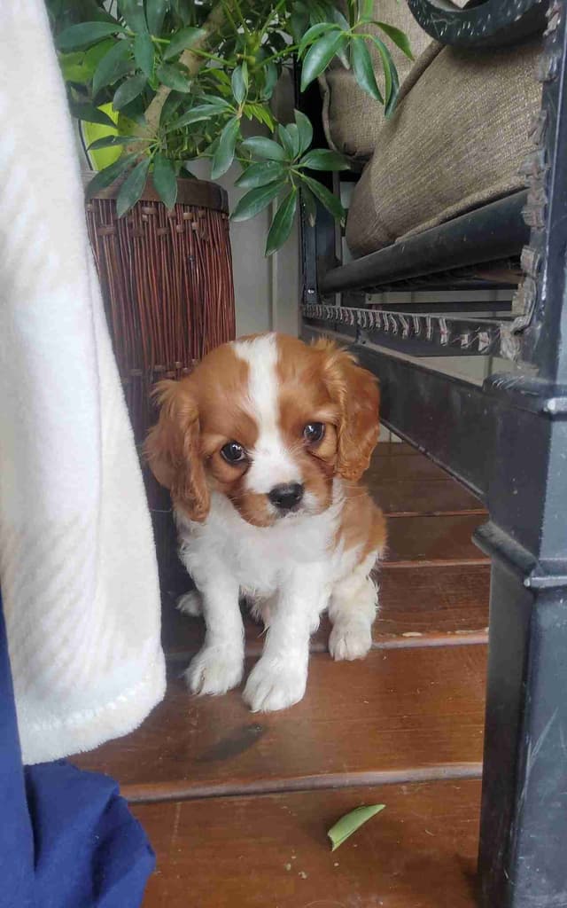Cavalier King Charles Spaniel Puppies media 9
