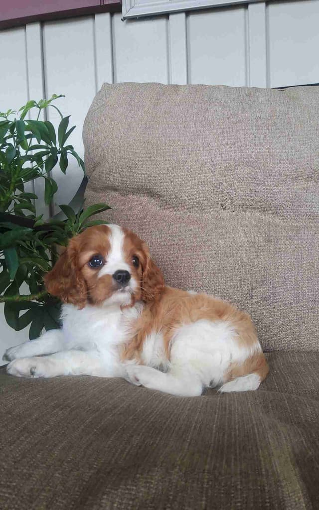 Cavalier King Charles Spaniel Puppies media 10
