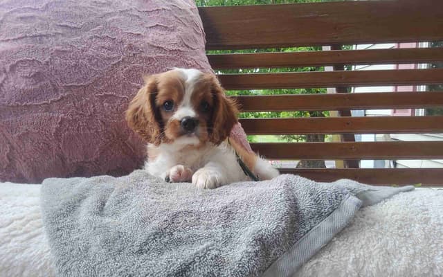 Cavalier King Charles Spaniel Puppies media 5