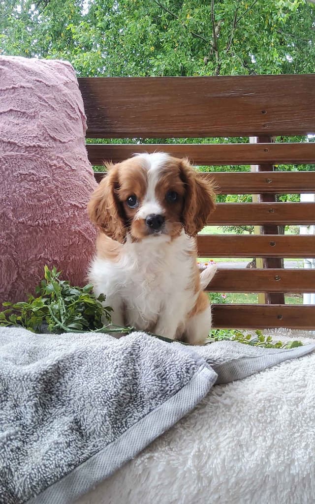Cavalier King Charles Spaniel Puppies media 2