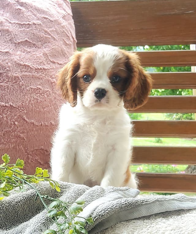 Cavalier King Charles Spaniel Puppies media 4
