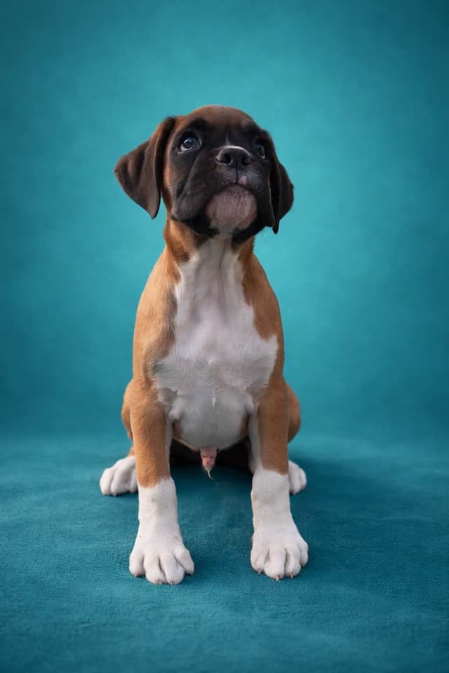 Boxer Puppies media 2