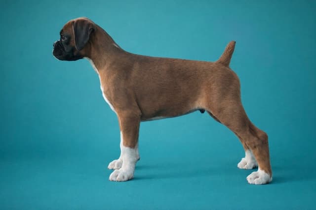 Boxer Puppies media 4