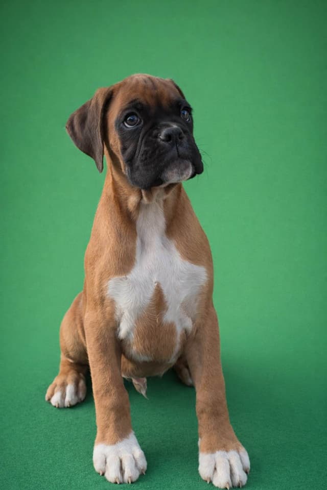 Boxer Puppies media 6