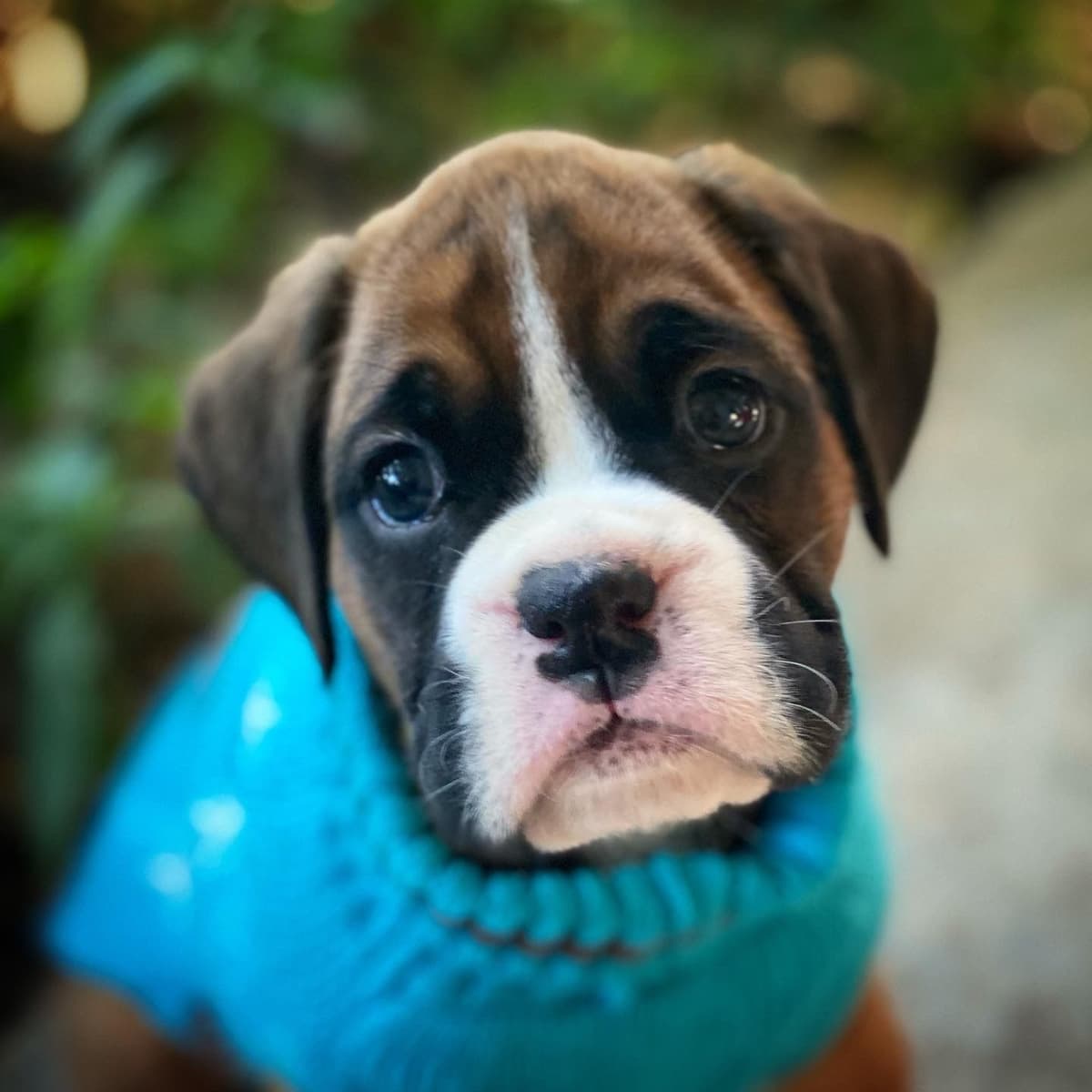 Boxer Puppies breeder image 1