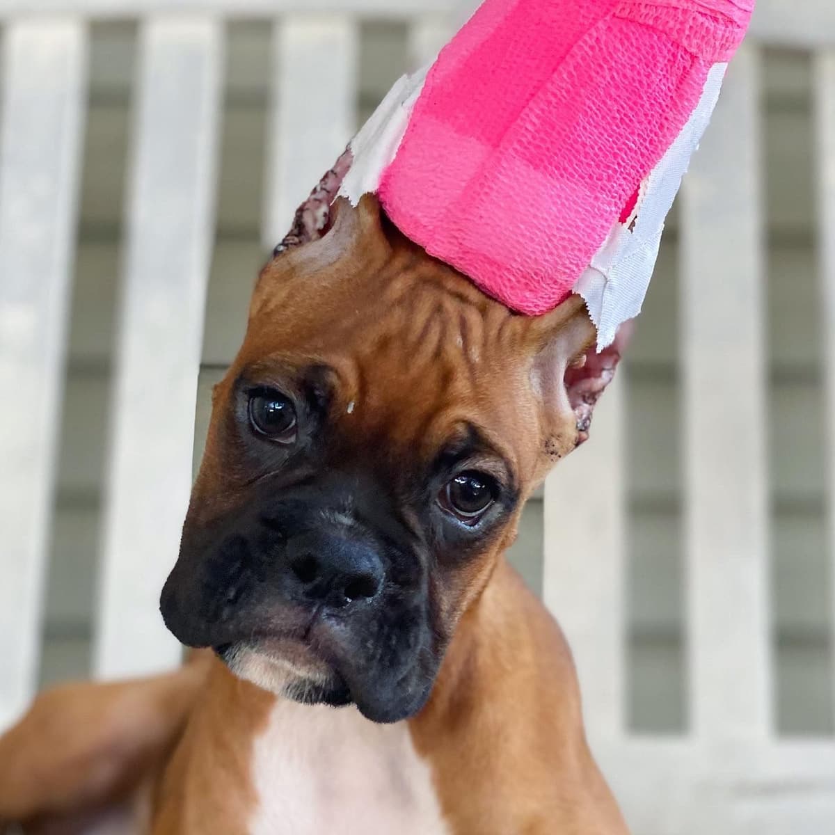 Boxer Puppies breeder image 2