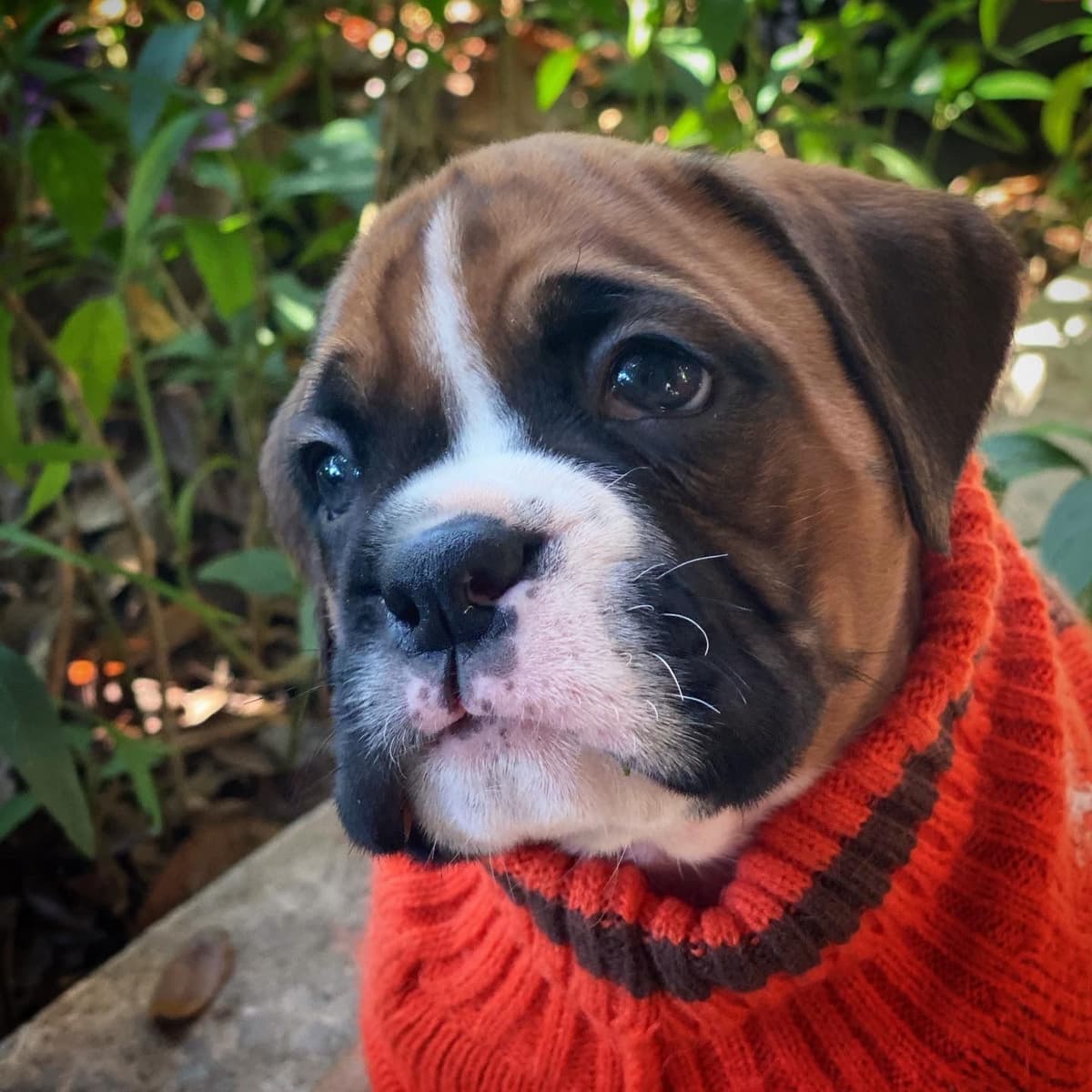 Boxer Puppies breeder image 3