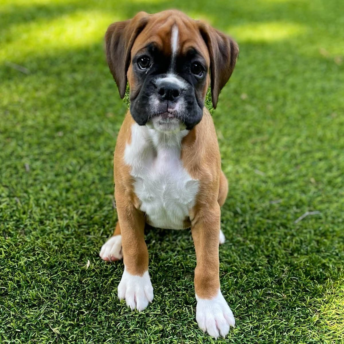 Boxer Puppies breeder image 5