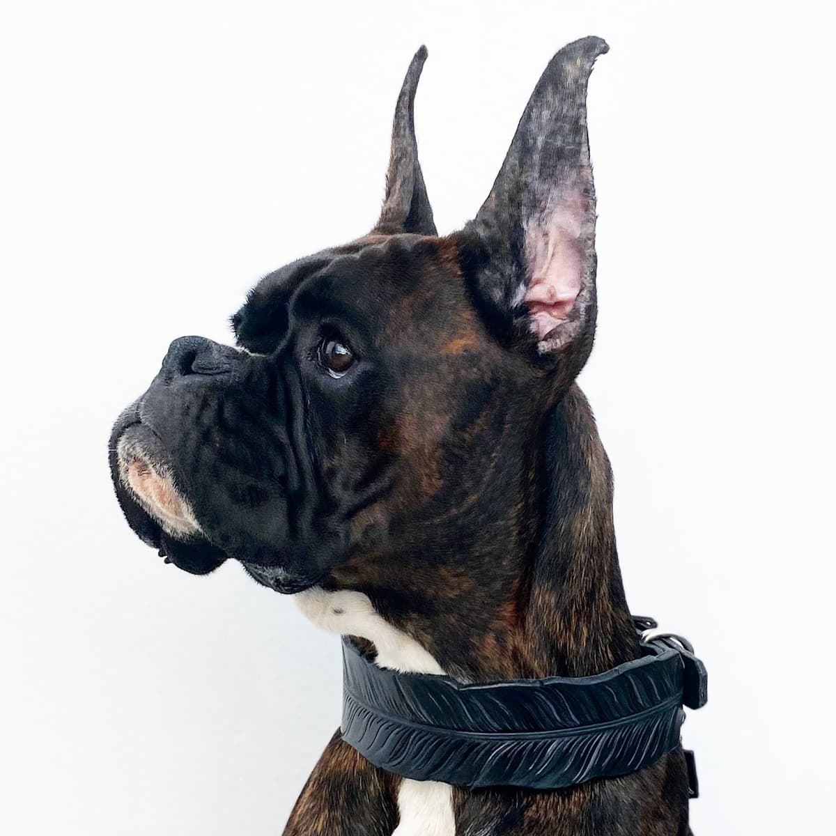 Boxer Puppies breeder image 6