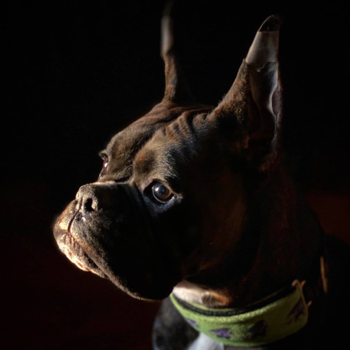 Boxer Puppies breeder image 8