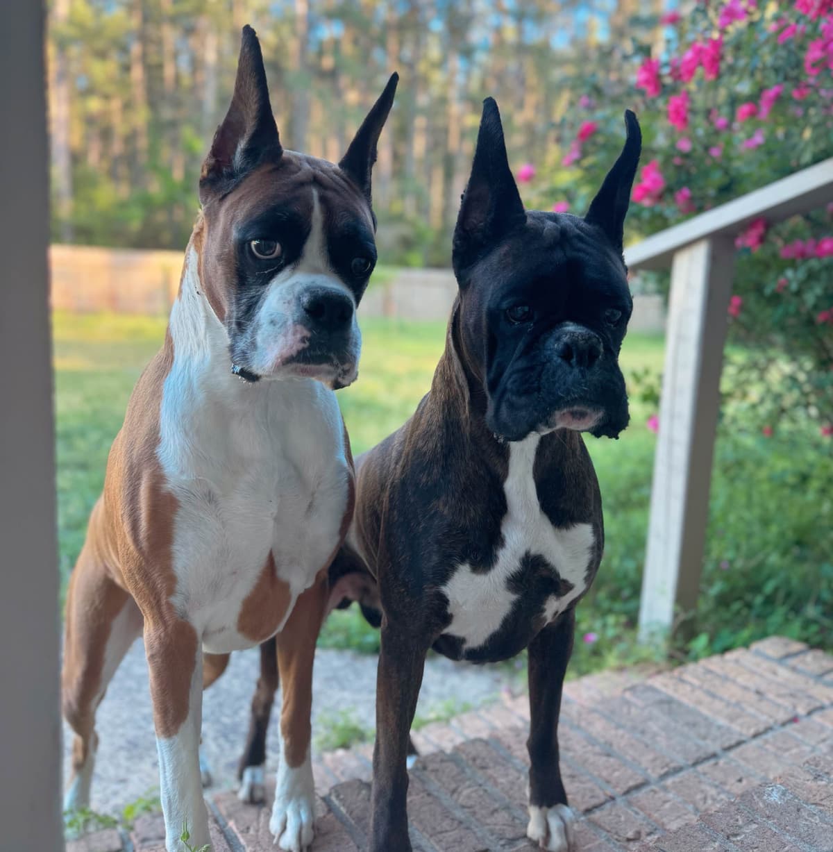 Boxer Puppies breeder image 10