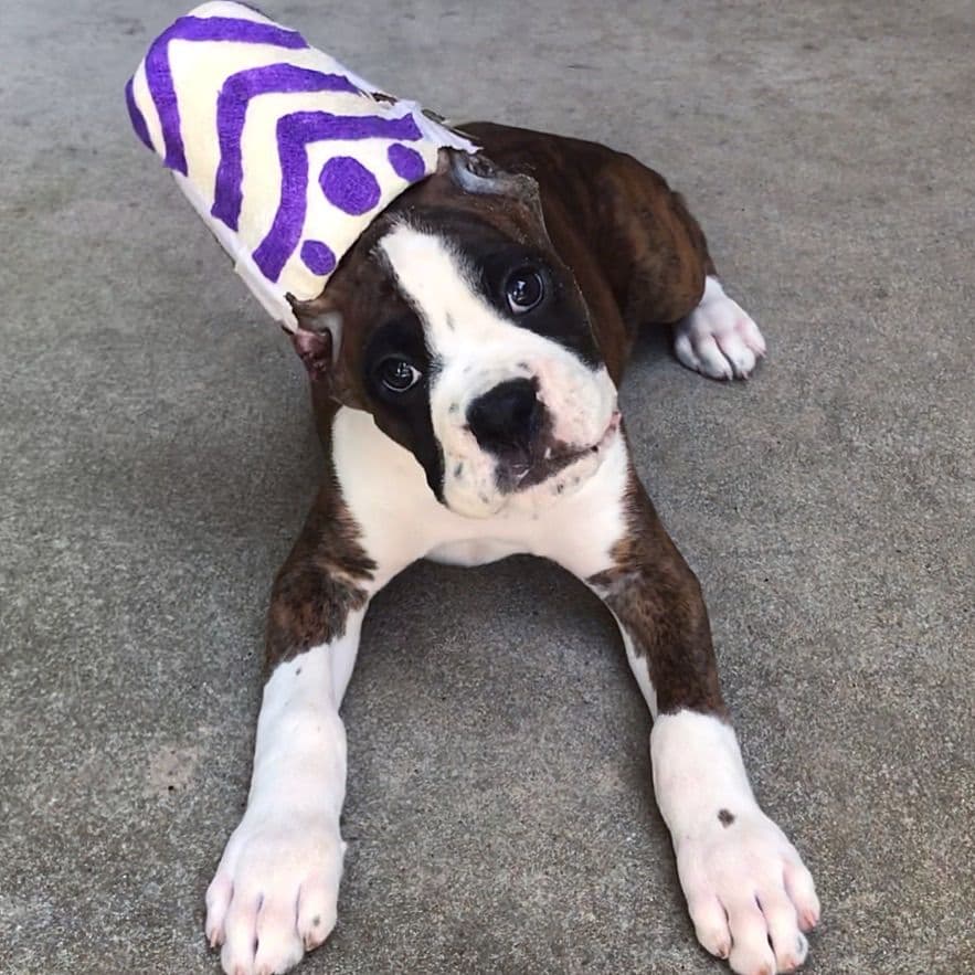 Boxer Puppies breeder image 13